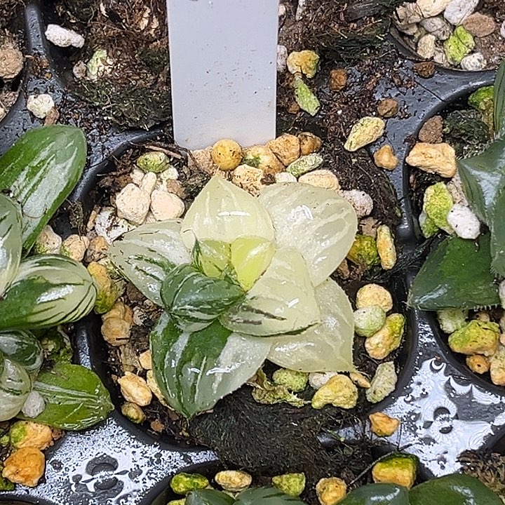 146实生寿锦脱土发货