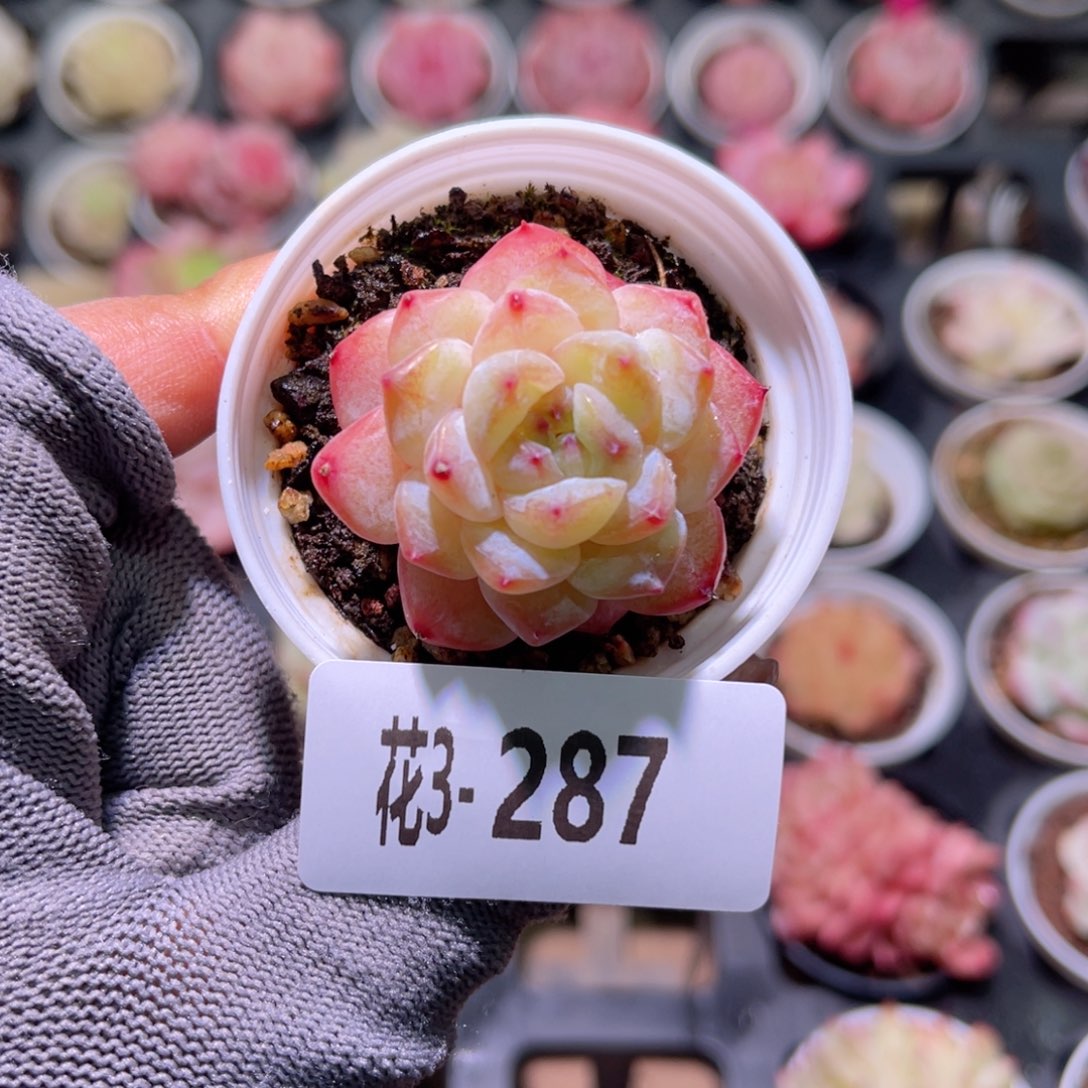 花03-287新品单头