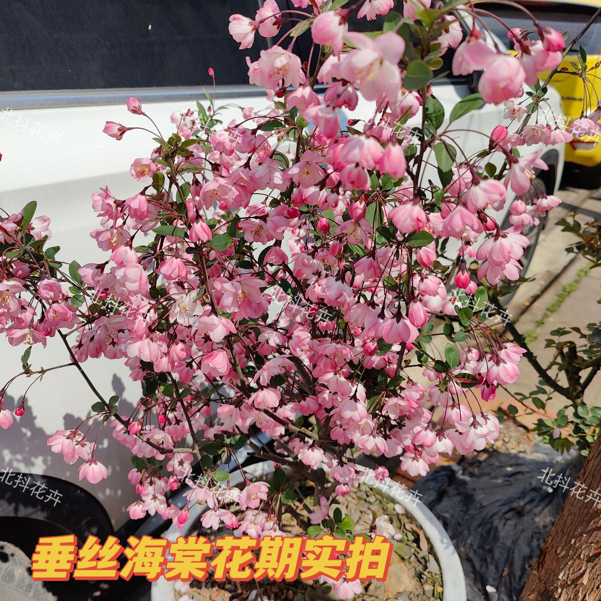 国风精品垂丝海棠老桩赏花南北方种植耐寒耐高温