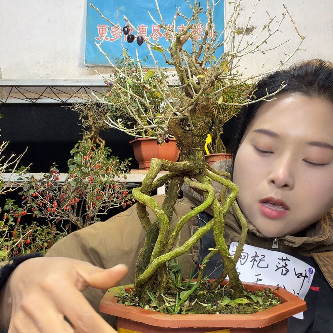用***8完全开放枸杞盆景