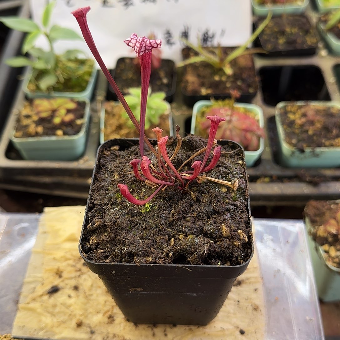 完全开放粉东西瓶子草