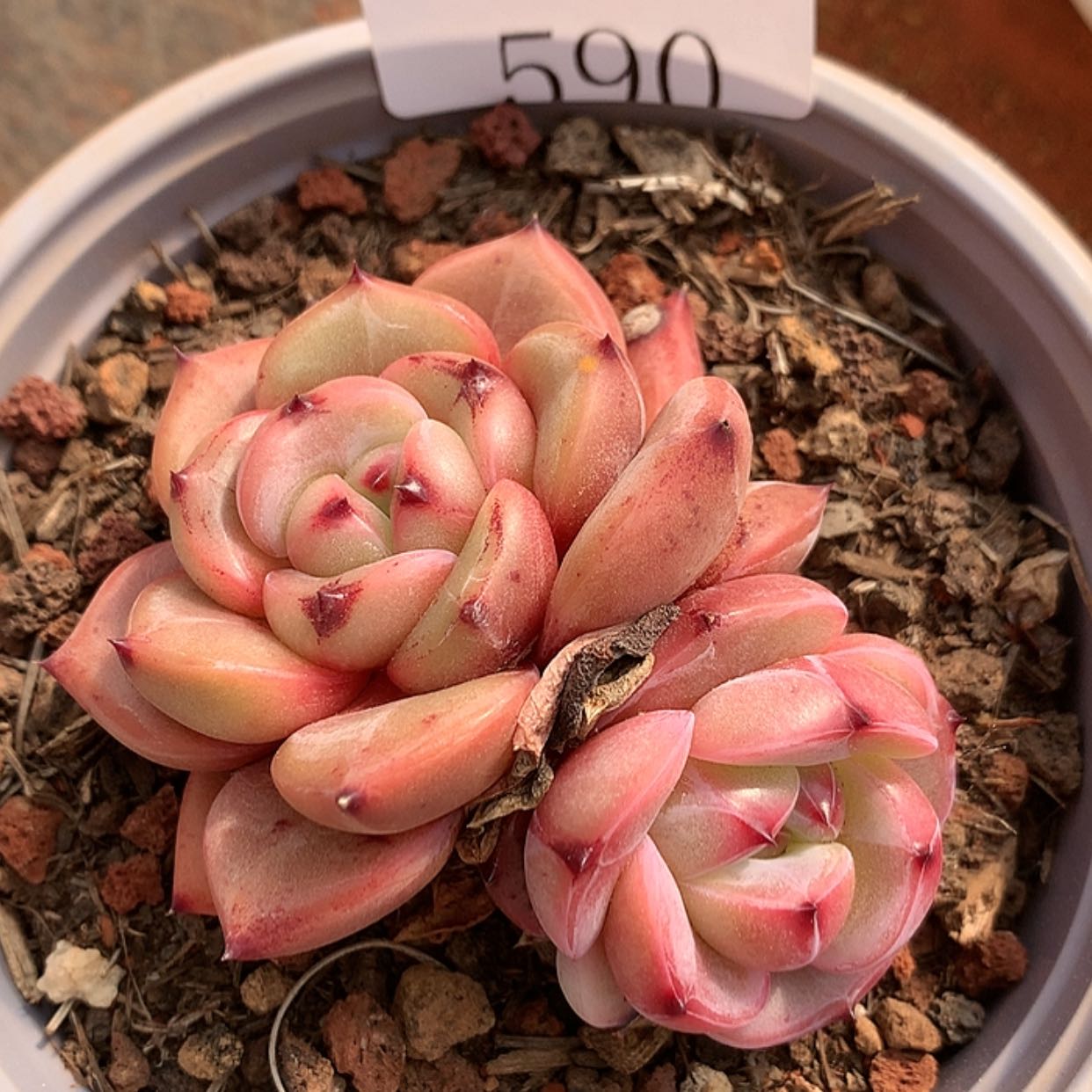 【闪购商品】云590号