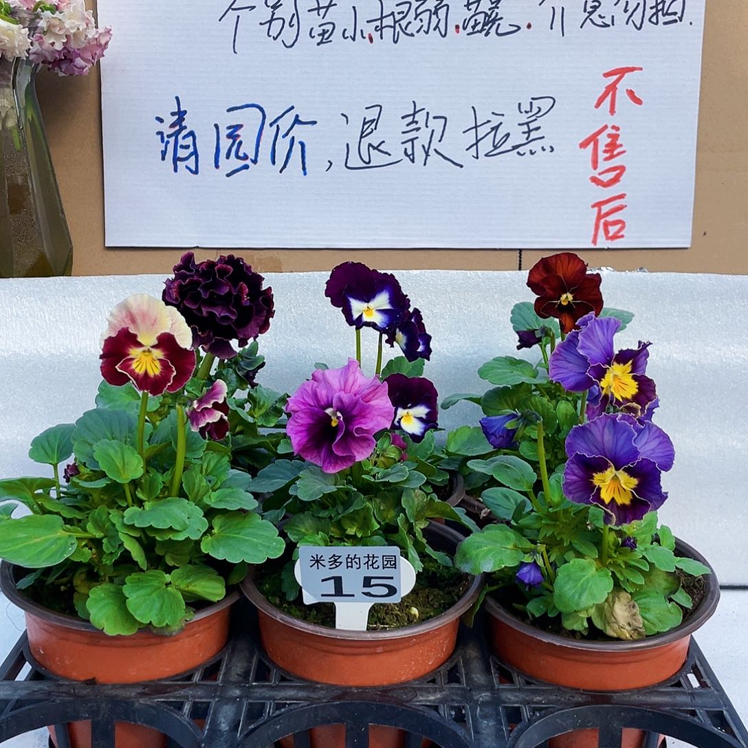 大部分花苞少量开放15