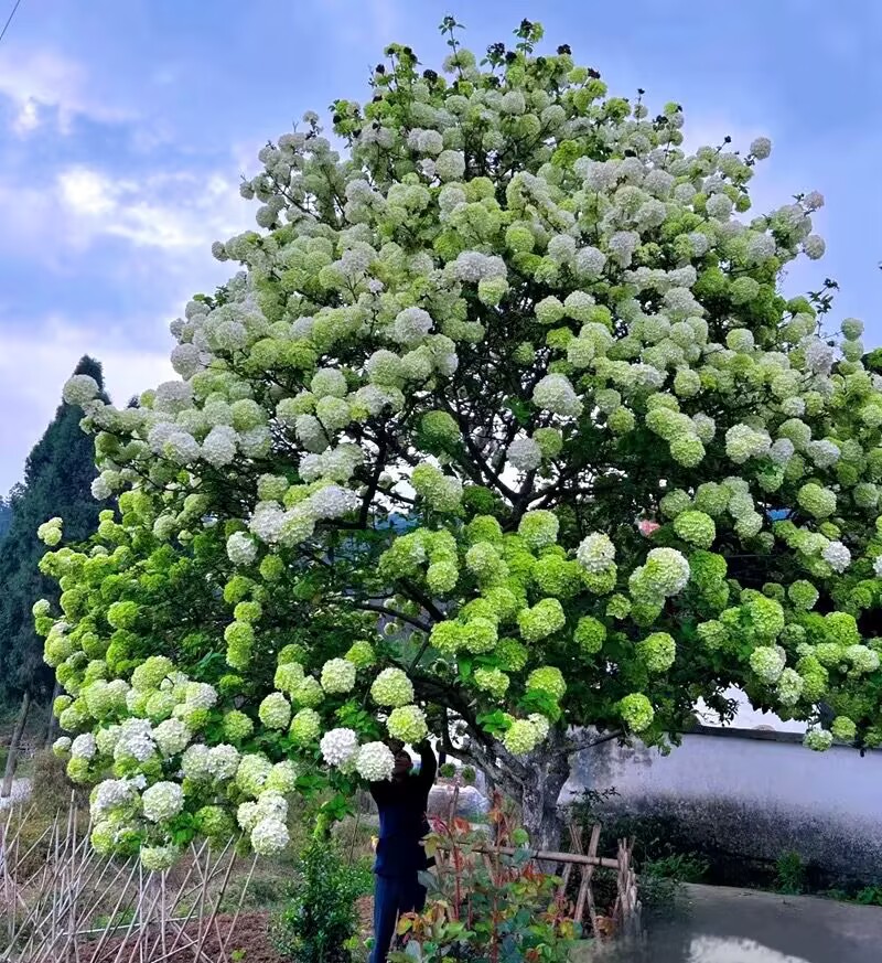 中华木绣球【一物一拍】
