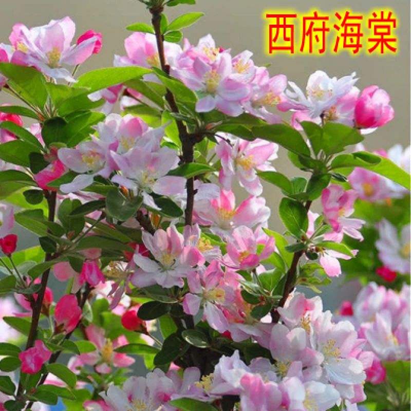 西府海棠垂丝海棠北美海棠树苗绿化苗木海棠花苗高杆海棠树苗