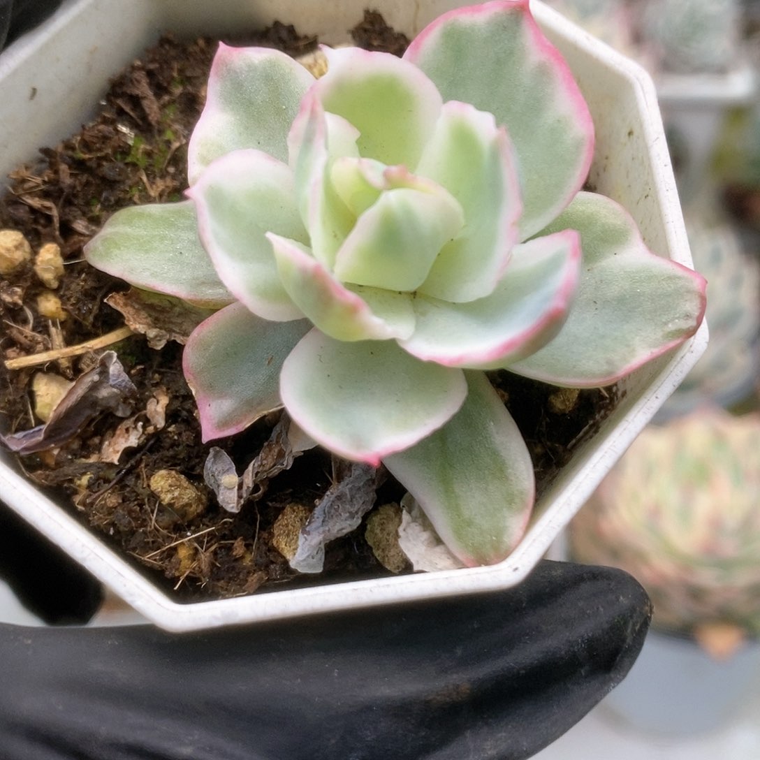 042伯克利锦锦锦锦锦锦