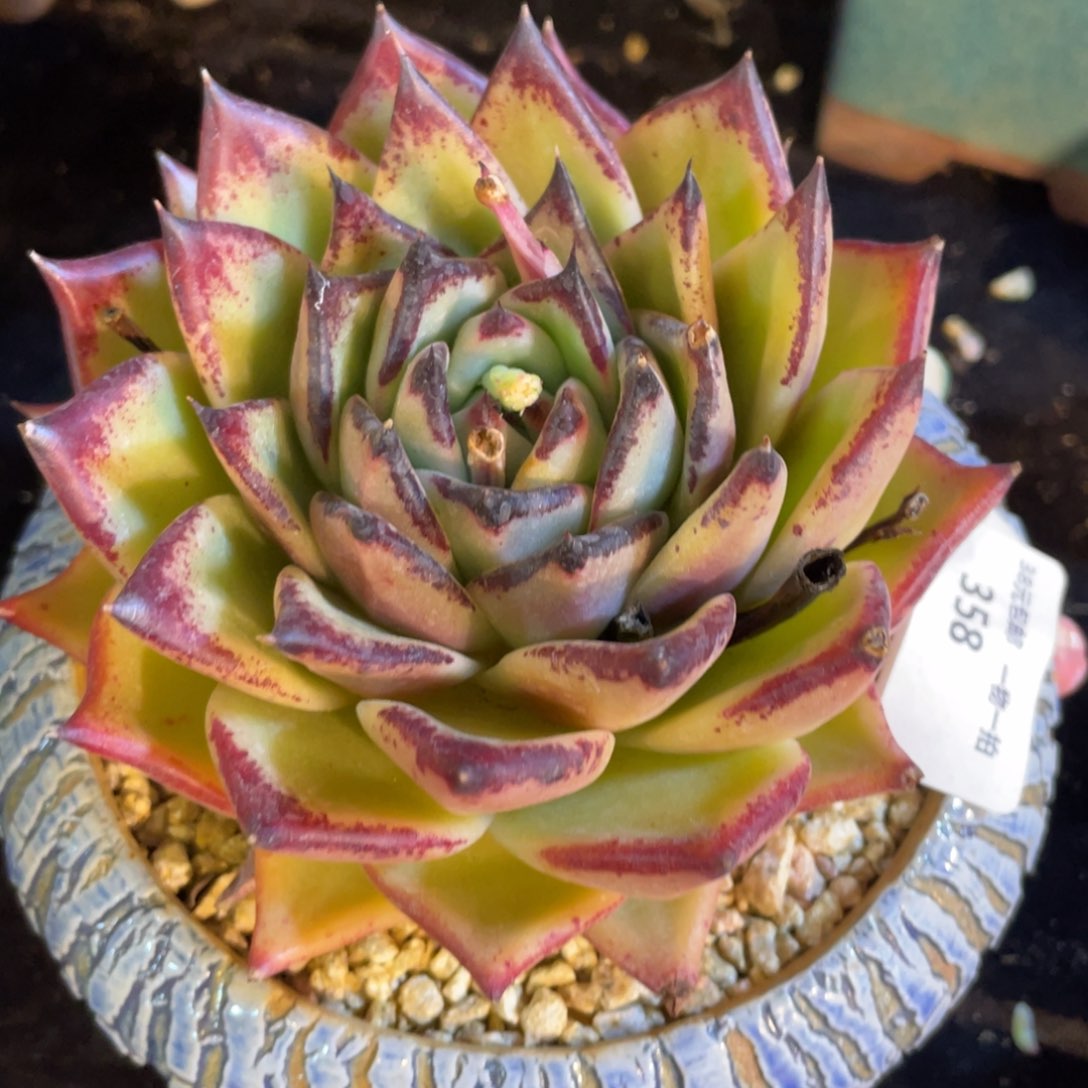 358黄皮乌木多肉植物