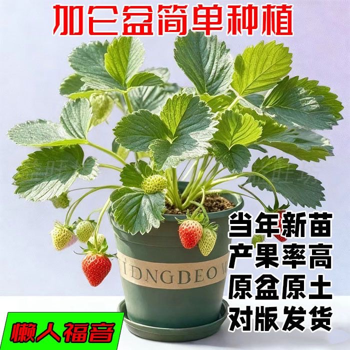 【一物一拍】草莓苗原盆原土粉玉建德白露越王黑珍珠梦晶香野