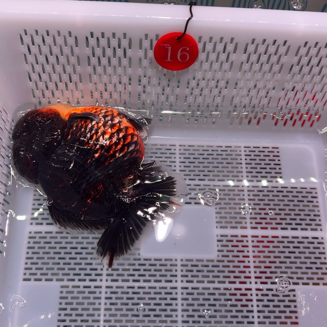 造***拉金鱼你好吗我好想你