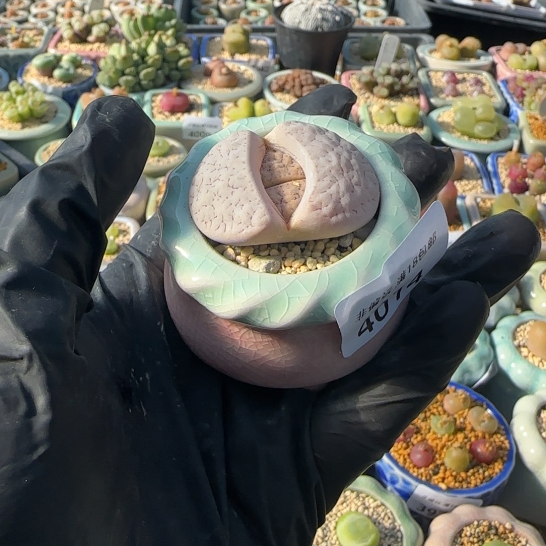 4014--一物一拍 带盆