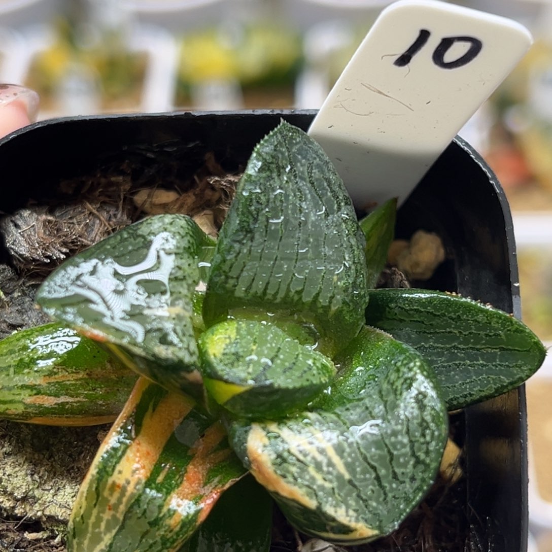 我***儿10狄原康平锦福利专场