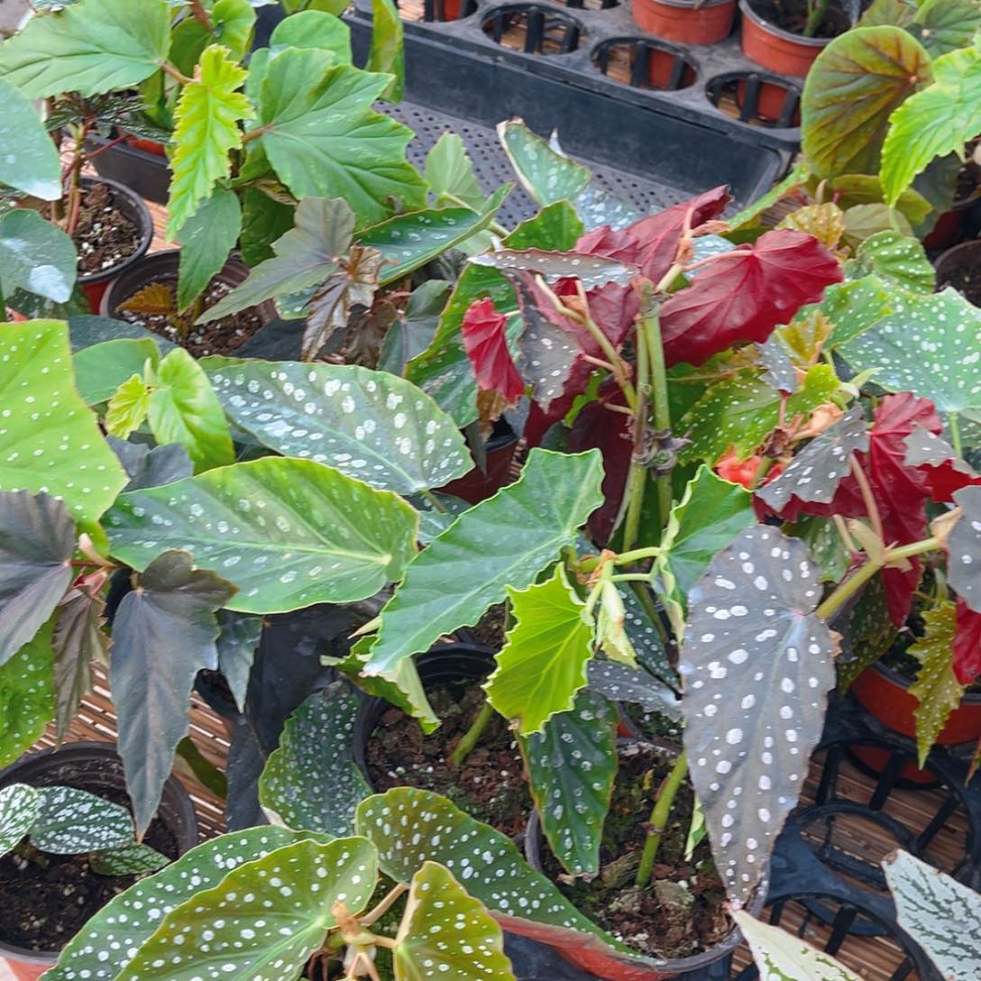 完全开放竹节盲盒三盆