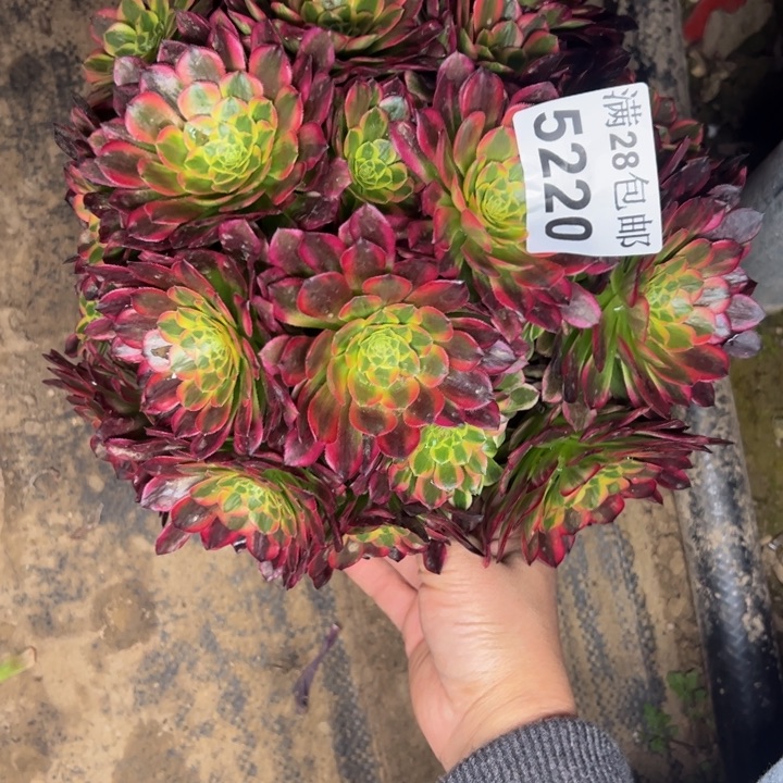 5220朝霞多肉植物