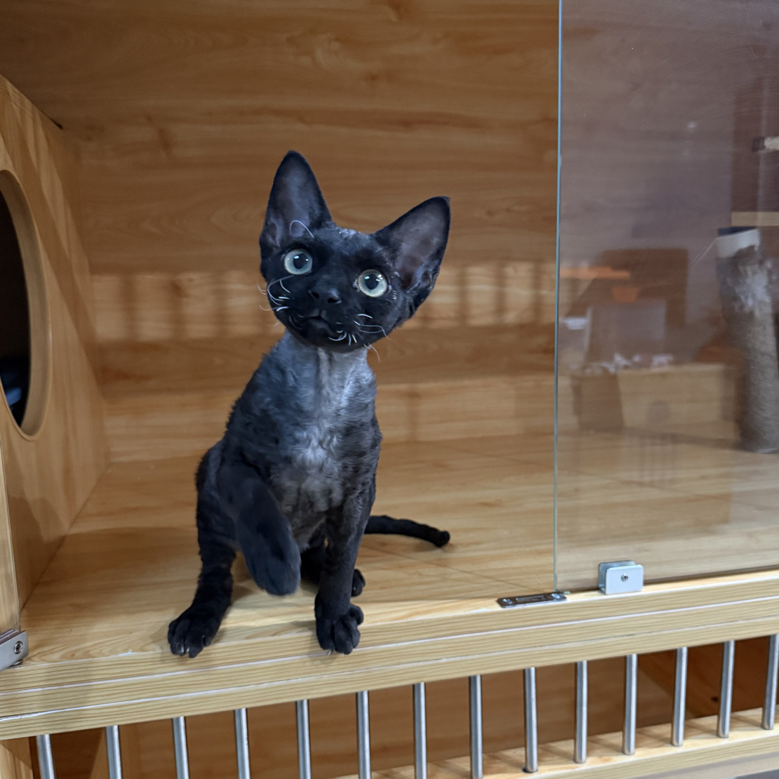 德文猫卷毛猫纯黑妹妹