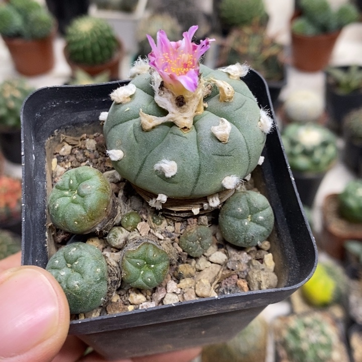 红花海鲜特价福利