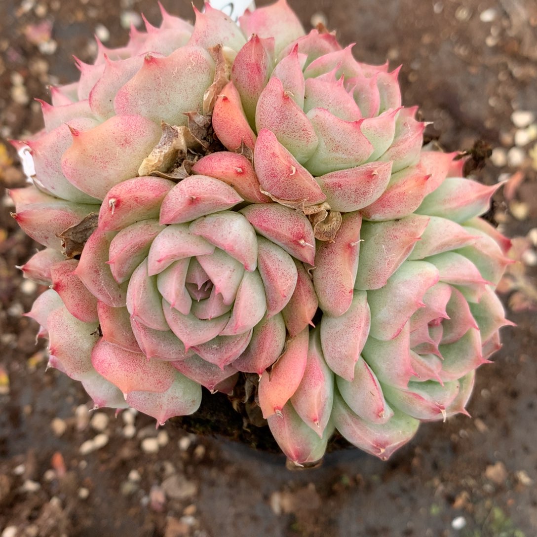 8276杂交多肉老桩