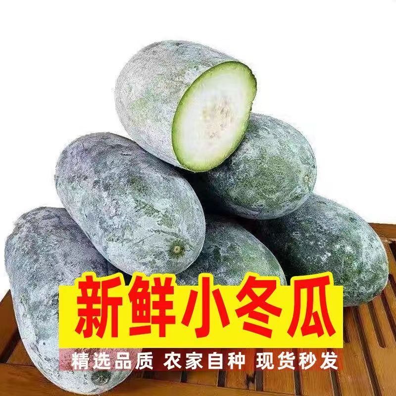 四川南充本地农家自种迷你小冬瓜当季冬瓜翠玉嫩水果冬瓜时令蔬菜