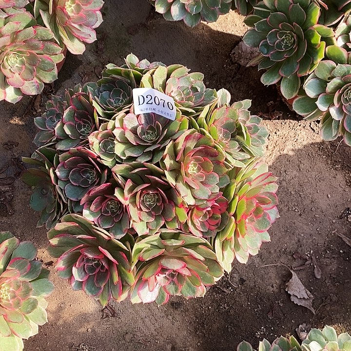 2070夜宴粉花妖多肉植物