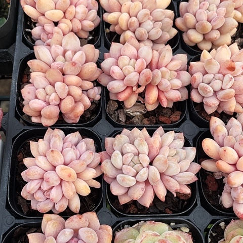 半夏15.8一盆8888888