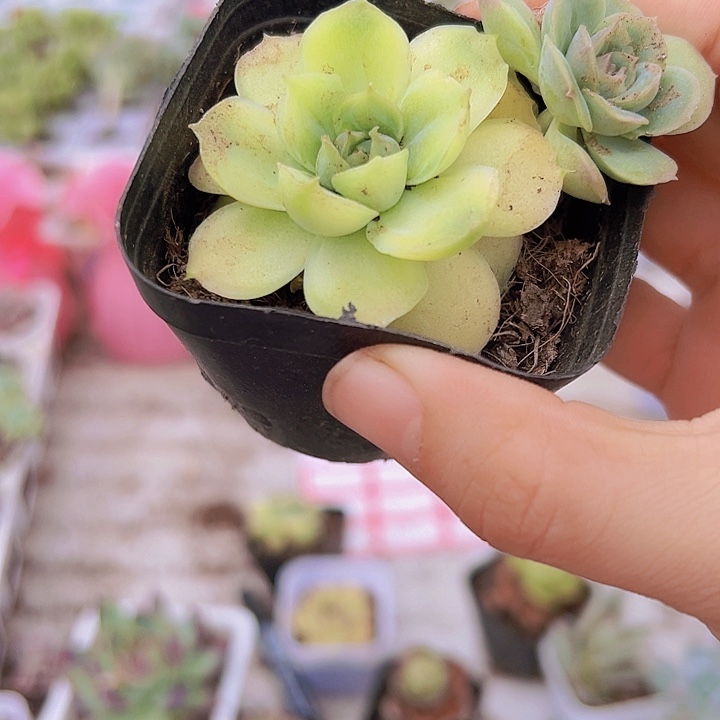 虾饺19包邮多肉植物