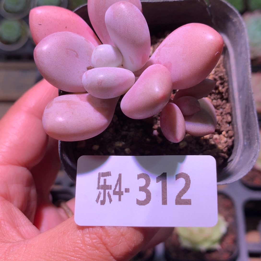 乐然 4-312 桃蛋 