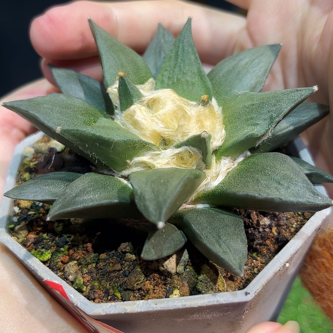 23号9.5cm实生龙龙牙牡丹