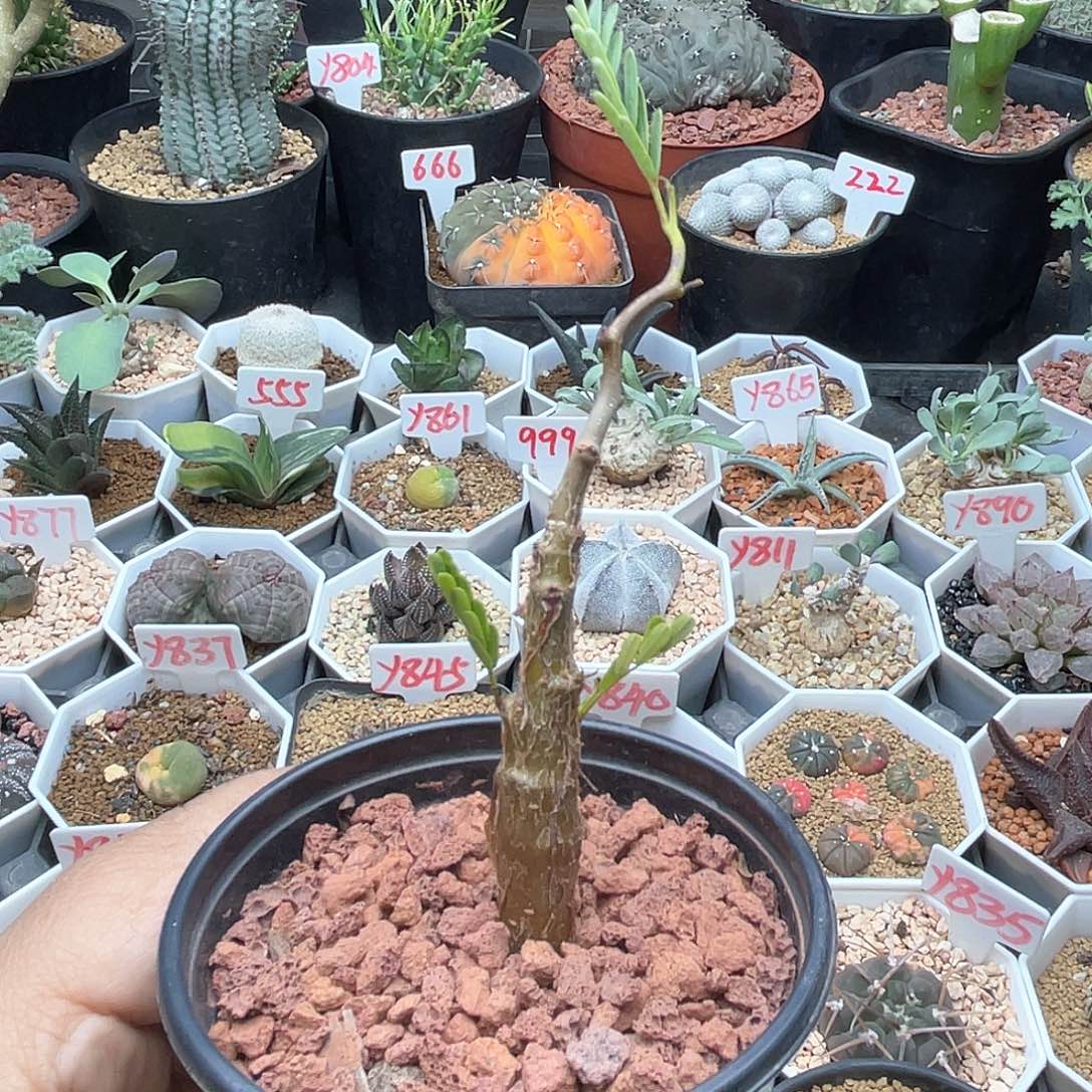 实生沙漠苏木 致远多肉