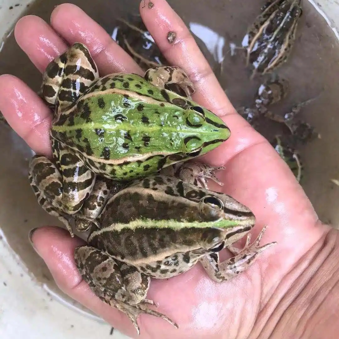 三斤鲜活，中蛙（拍3斤包邮，13-15只/斤)