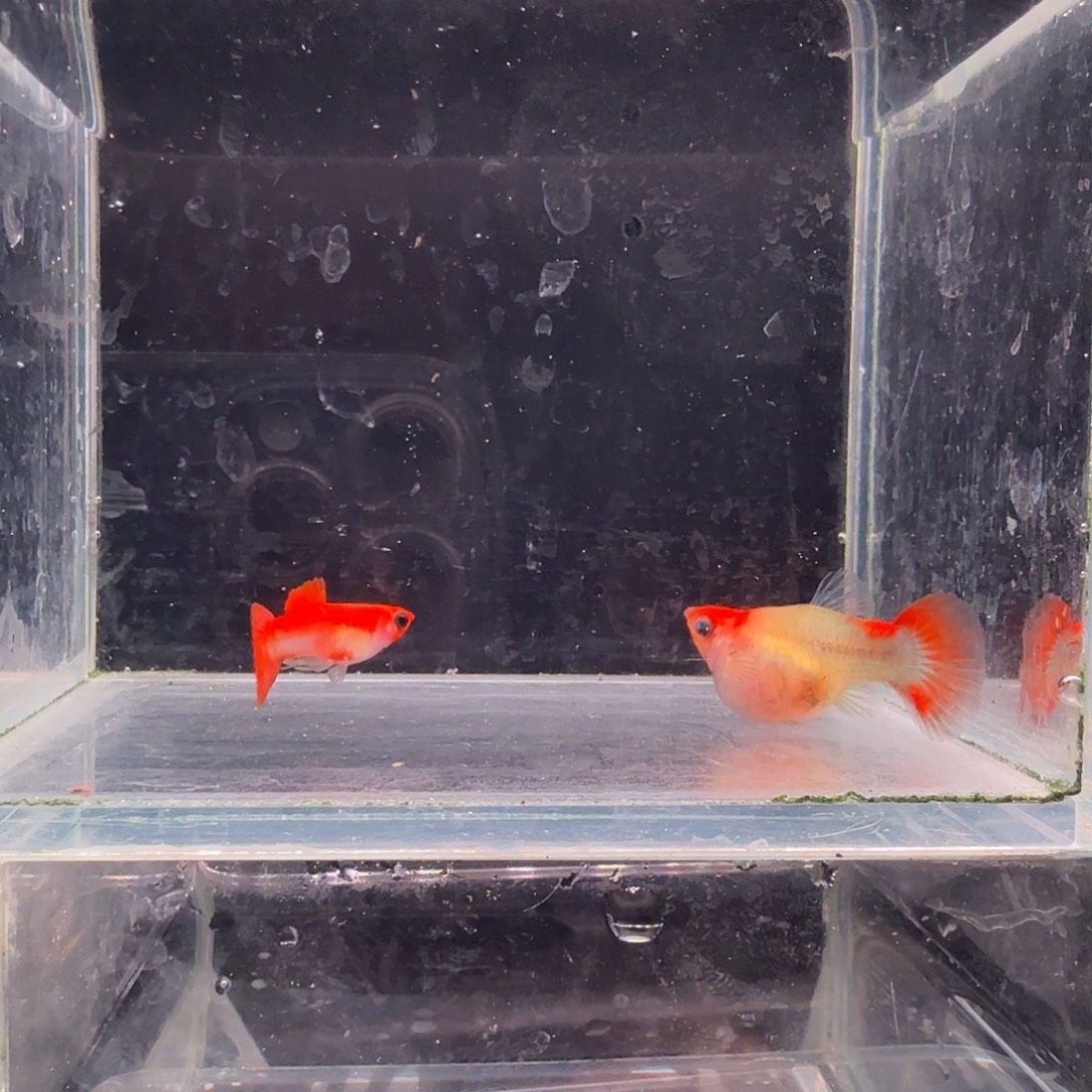 孔雀鱼深海蓝玻璃猫球1对