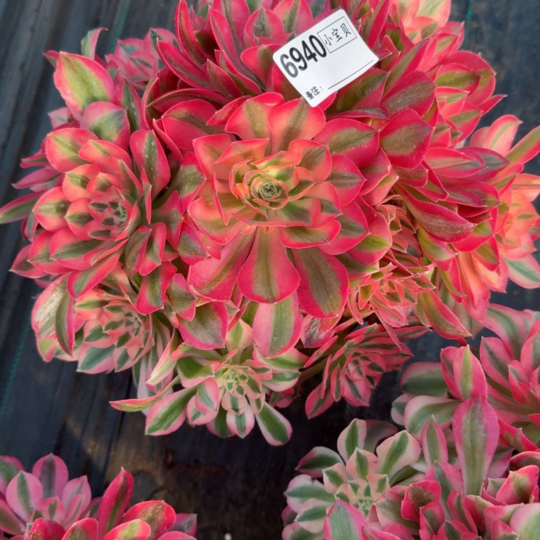 玩*了6940女巫多肉多肉