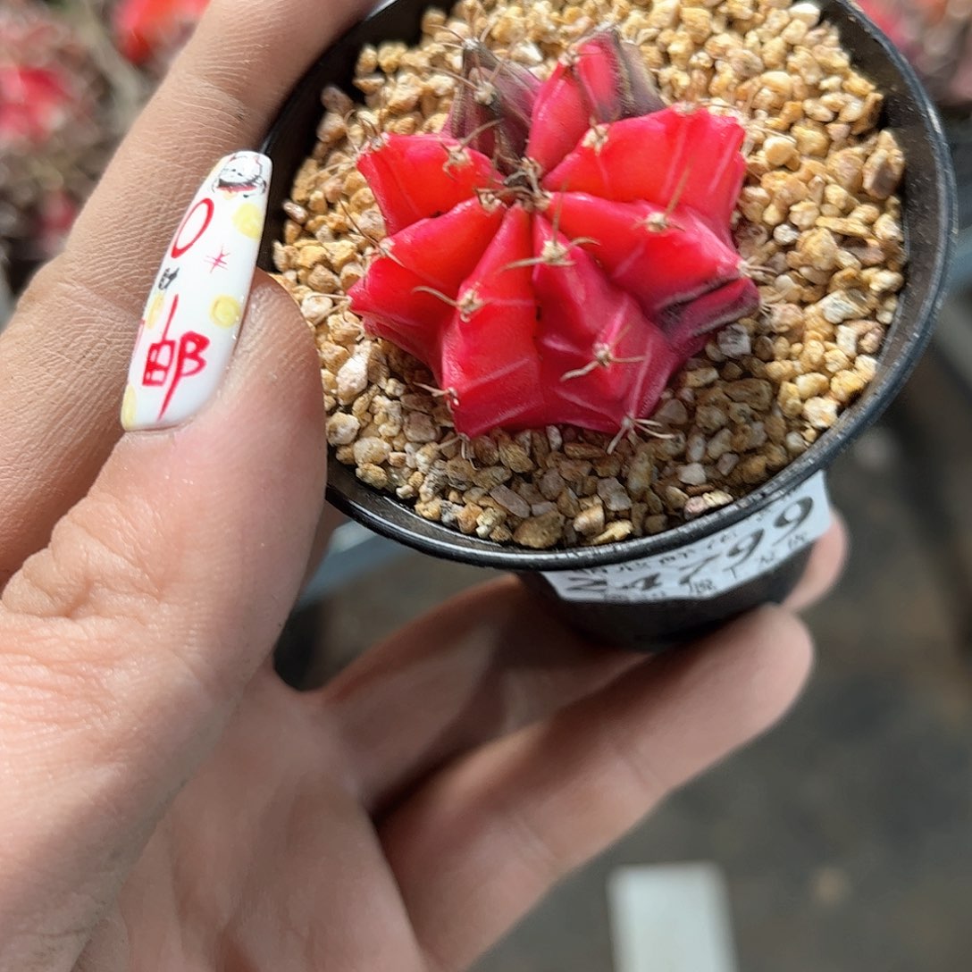 24799一物一拍单头