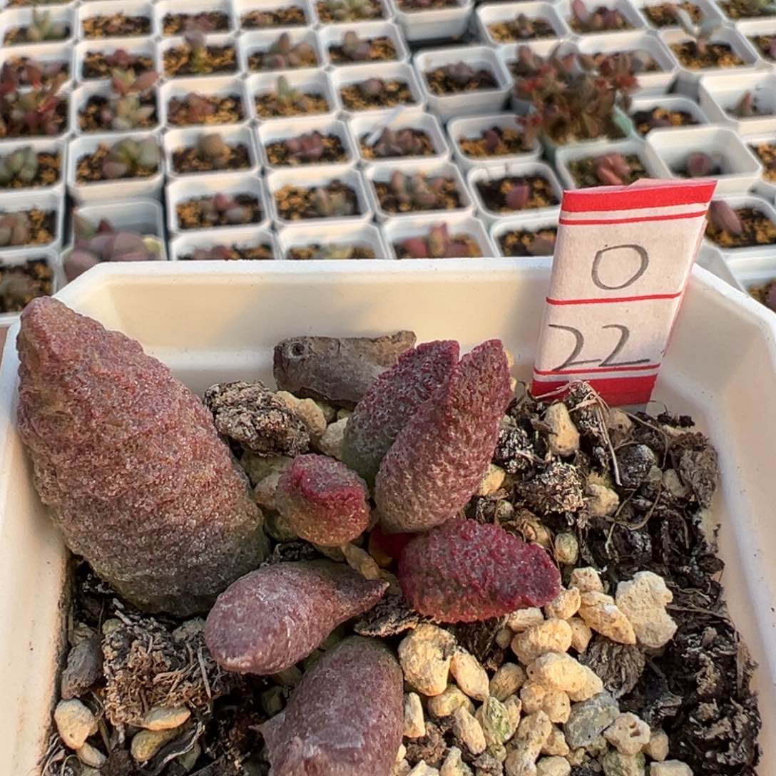 实生新品多肉植物水泡