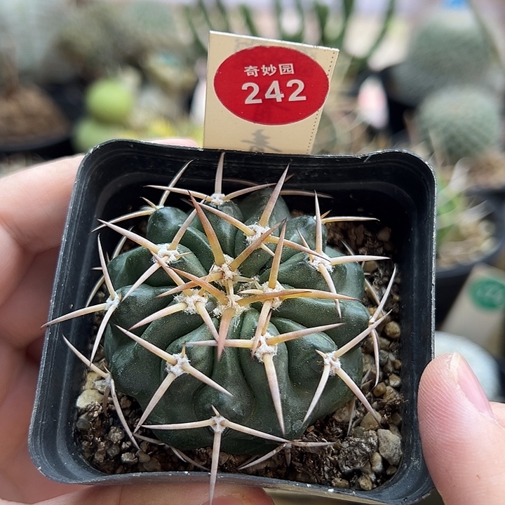 实生狂刺印加圆盘玉杂交5.3cm