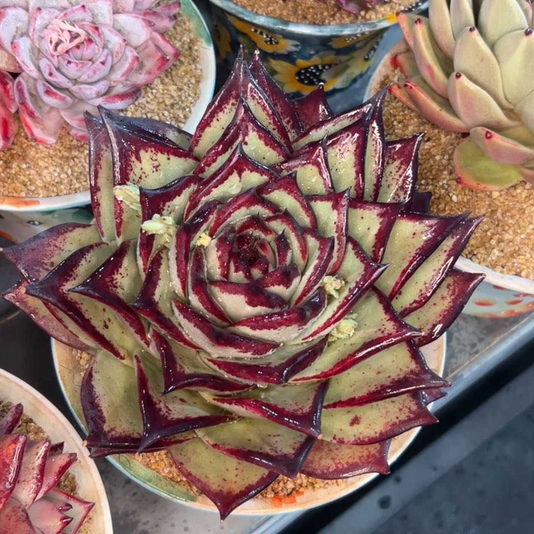 多肉一物一拍0216-叠叶