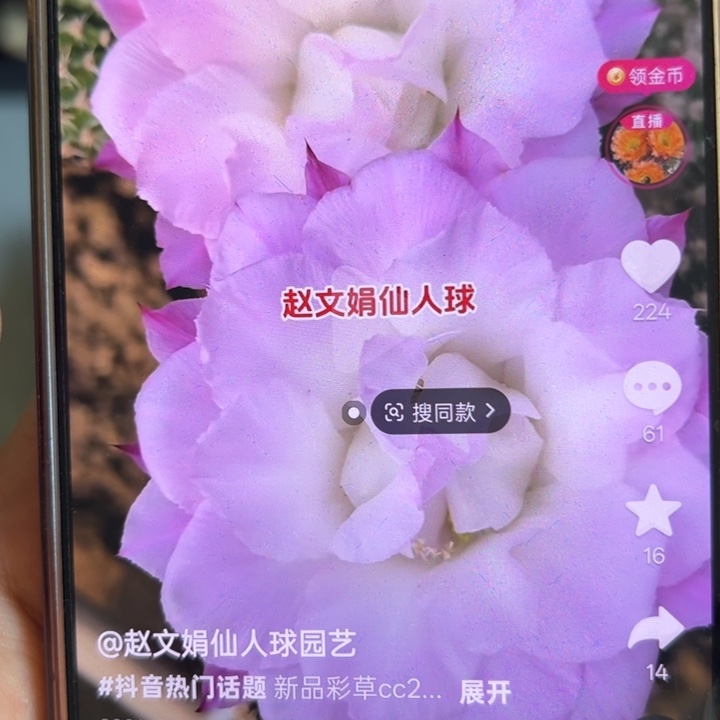 仙人球侧芽歪卓雅