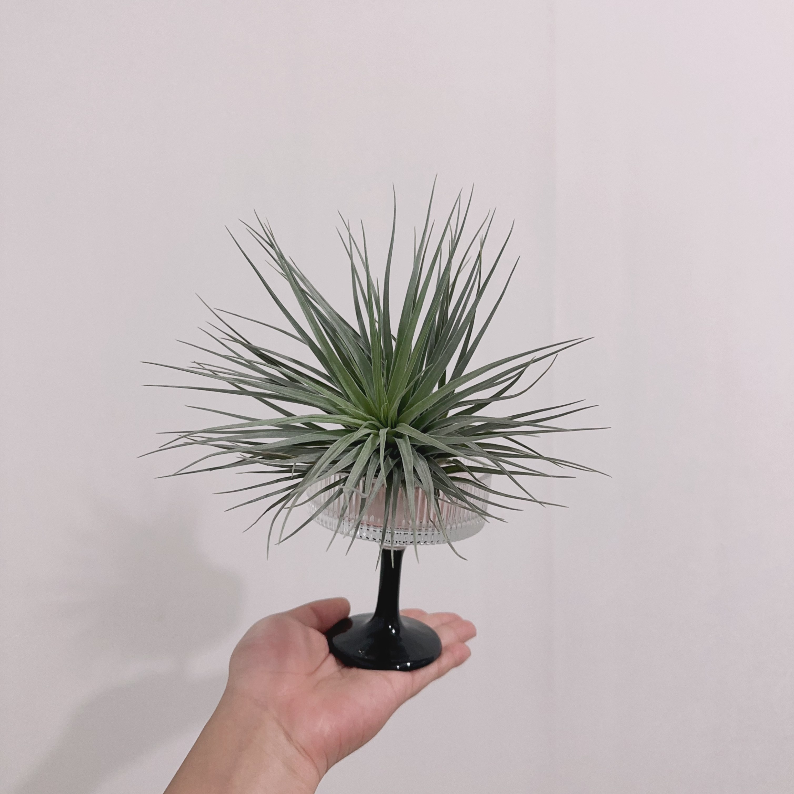 【休斯顿】空气凤梨无土植物室内桌面盆栽绿植银叶花卉喷水就活
