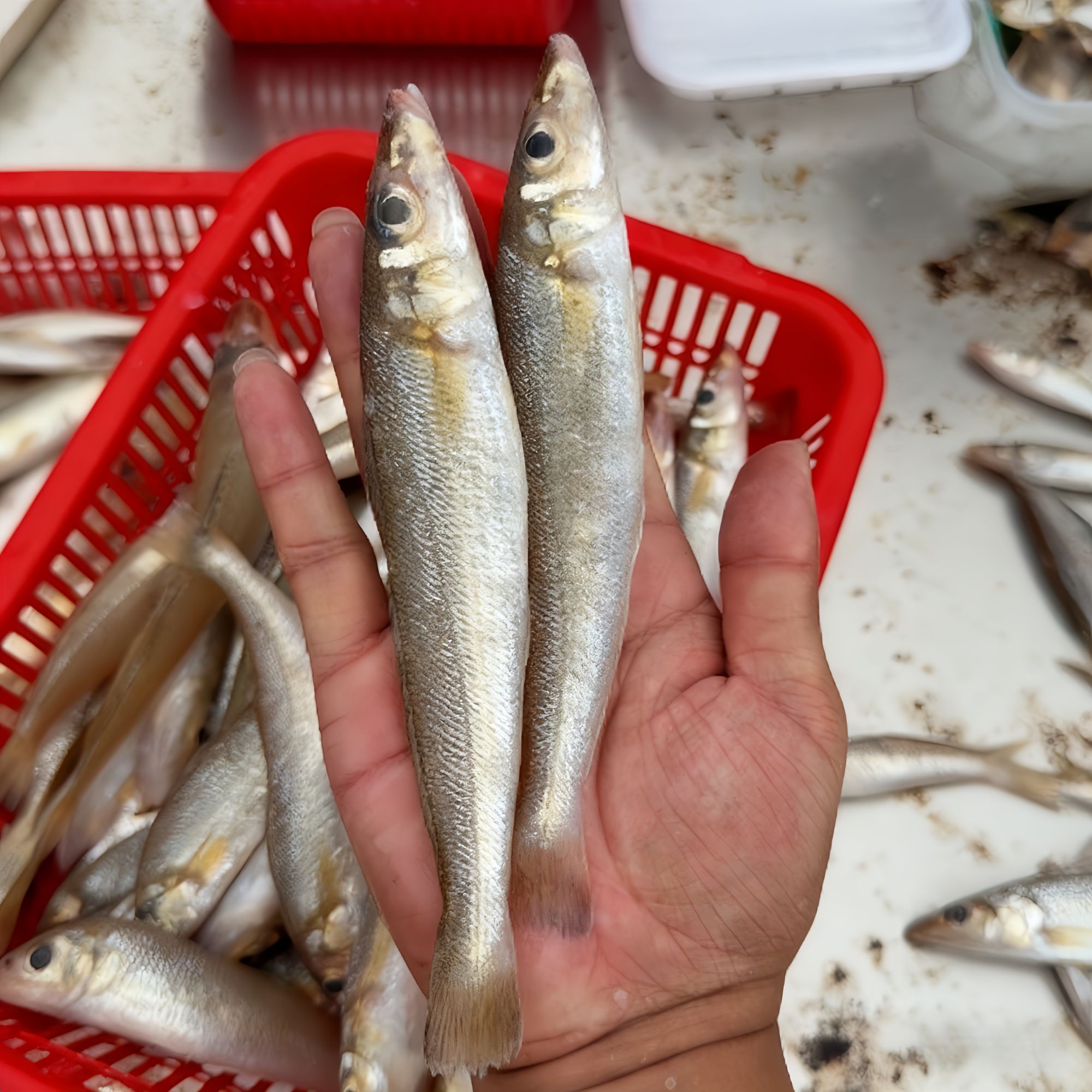 [顺丰包邮]3斤北海沙尖鱼大号海捕沙锥鱼沙丁鱼锁鲜发货