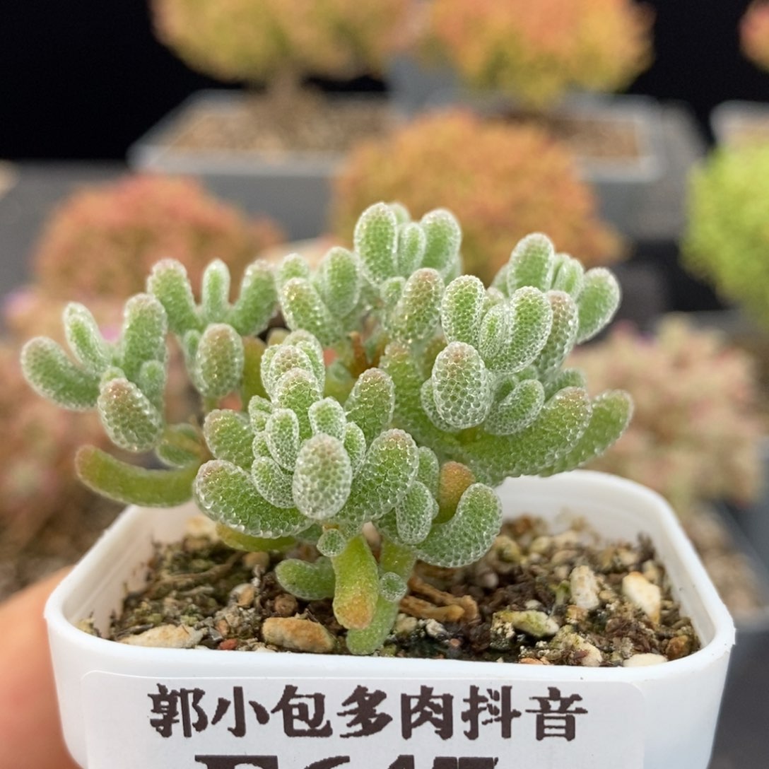 优选冰晶647枝干番杏