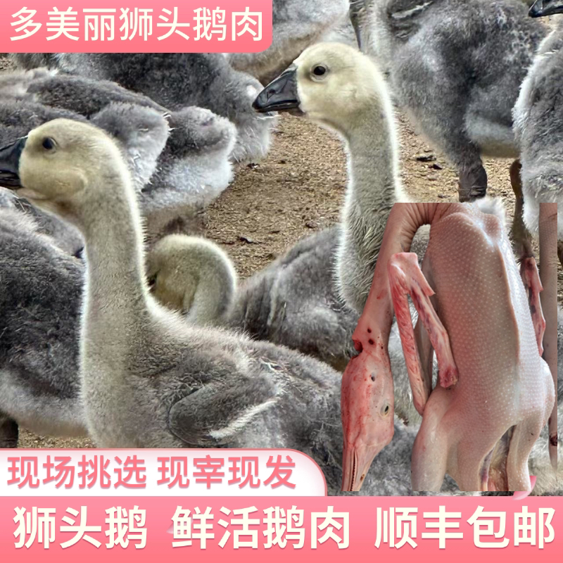 多美丽狮头鹅鲜活鹅肉10只现宰现发3斤一只
