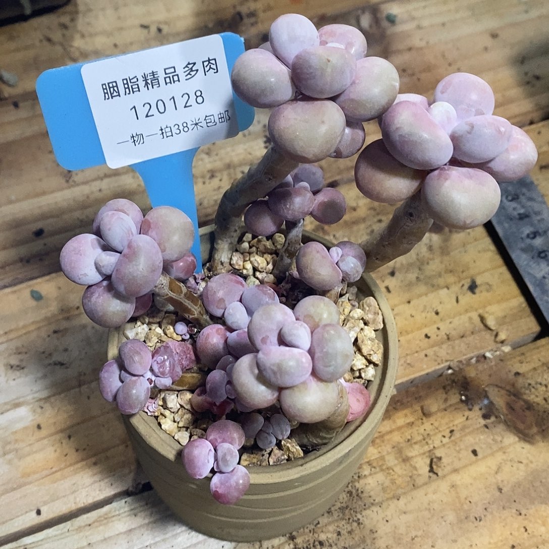 120128璐璐哦骷髅头楼v呢嗯