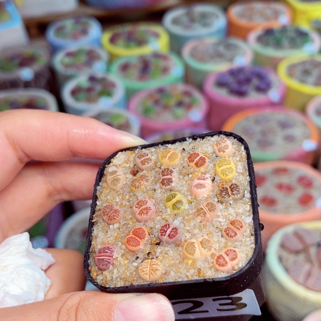 123。8888888888888888