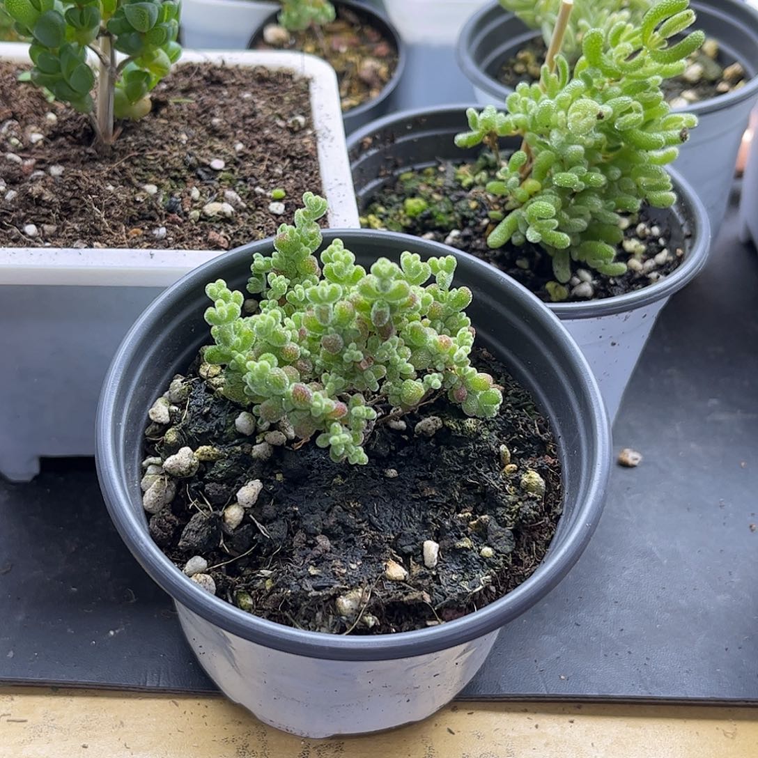 奶***圆五咯木my我女友，头，整体