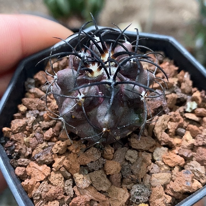 孤品实生优选栗星玉福利3cm仙人球