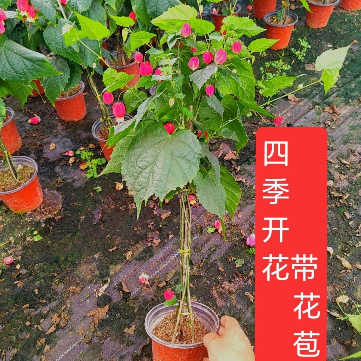 丛林款灯笼花盆栽耐热耐寒四季开花庭院阳台慢性爬藤风铃绿植植物