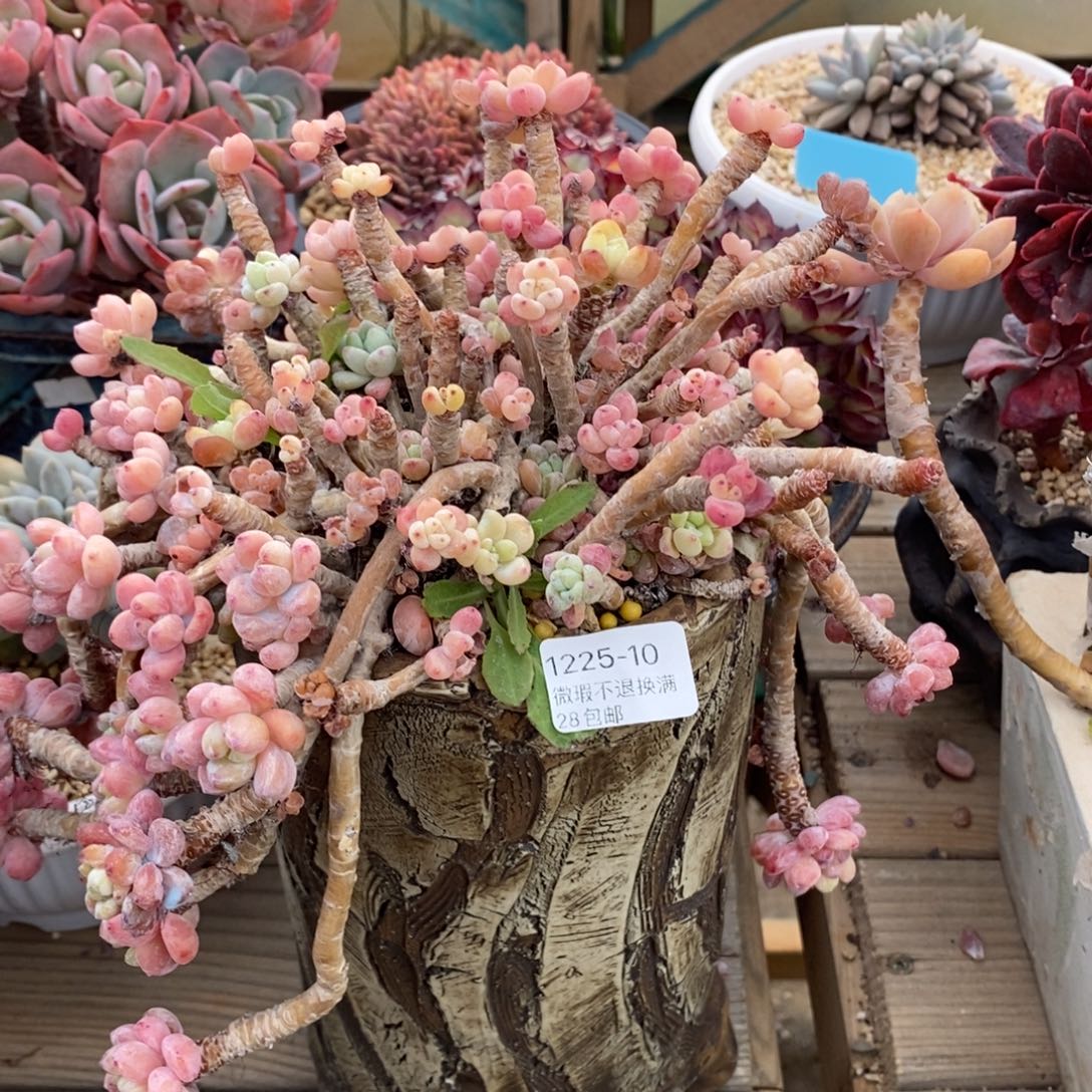 独***闲10号多肉福利啦啦啦