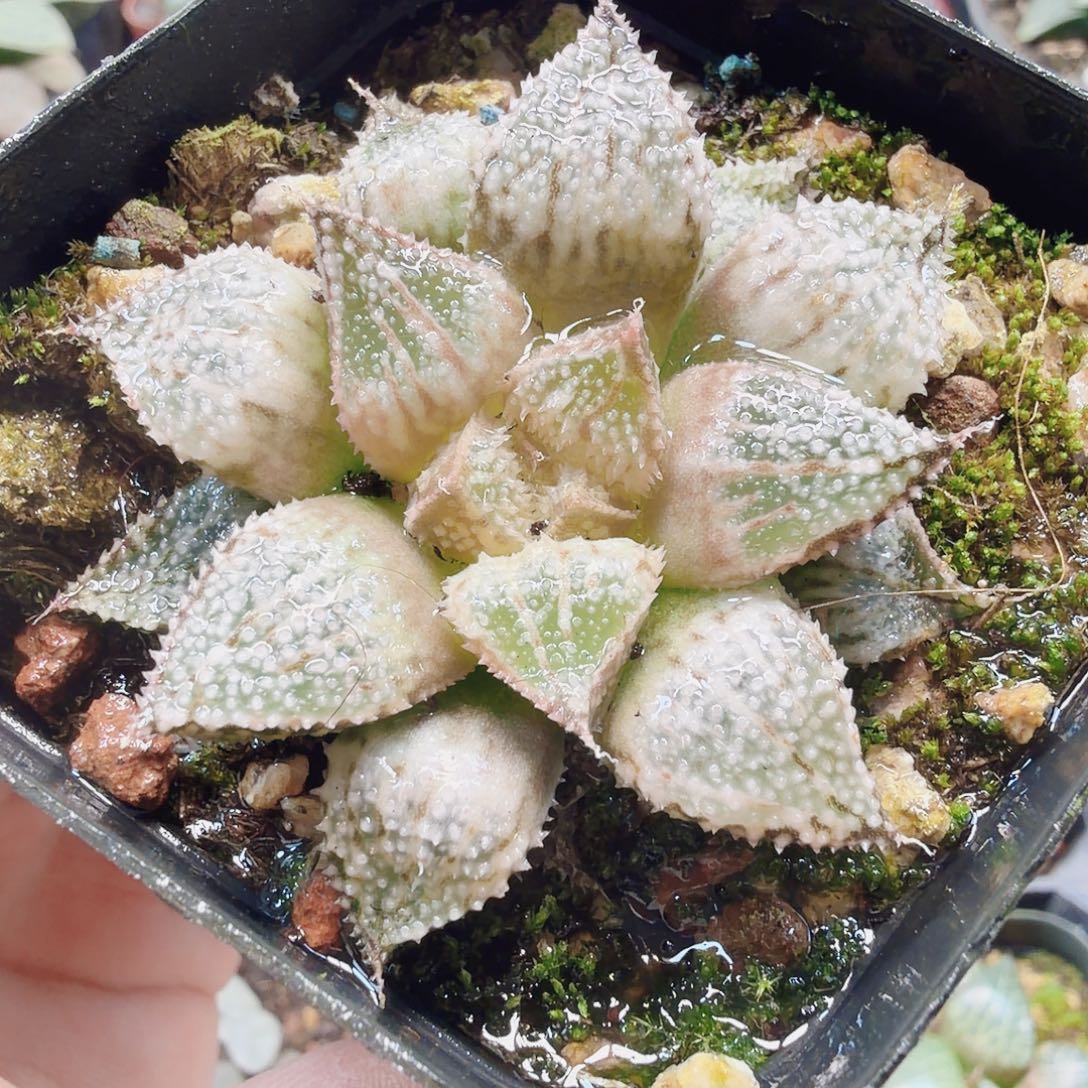 十二卷彩虹城福利