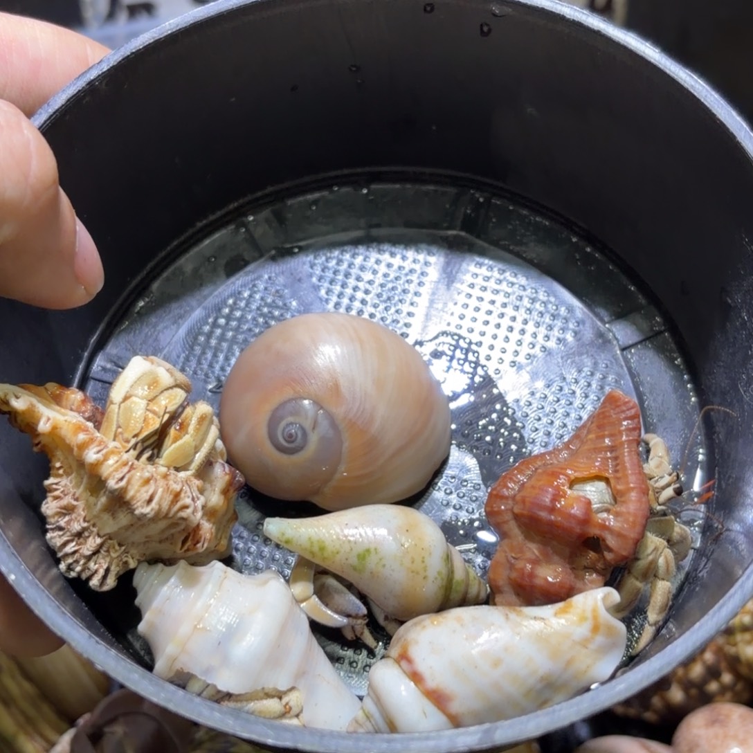 活体寄居蟹 不退不换 19