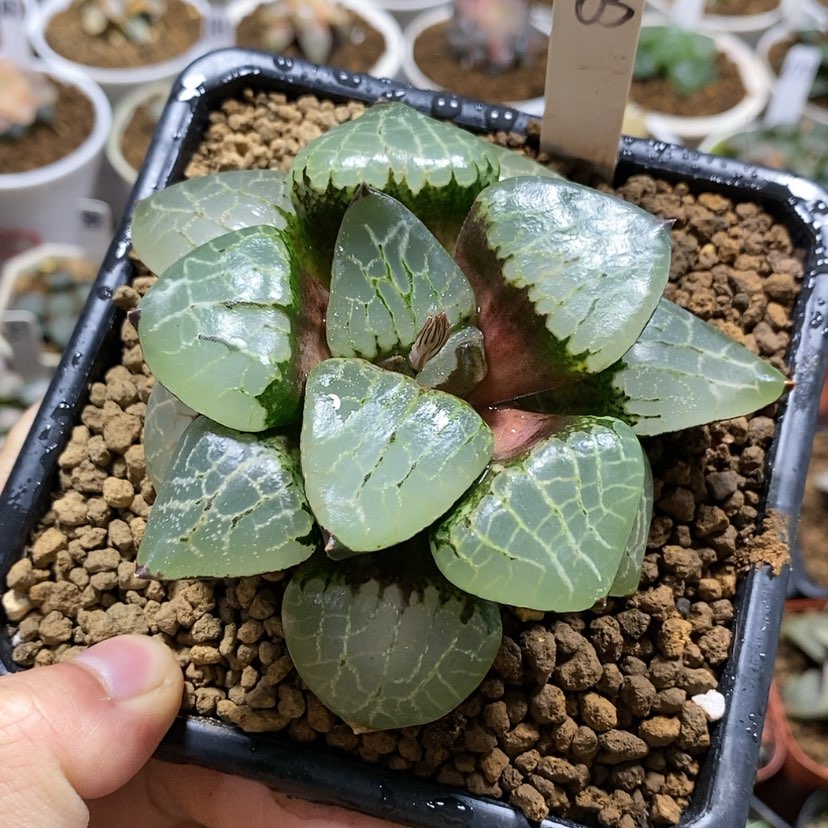 【闪购商品】63流光