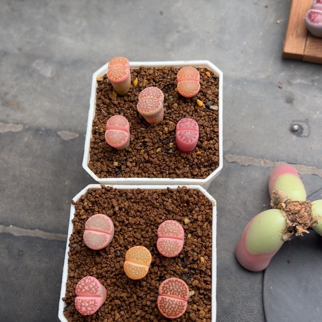 ****࿐0398号10颗 多肉植物