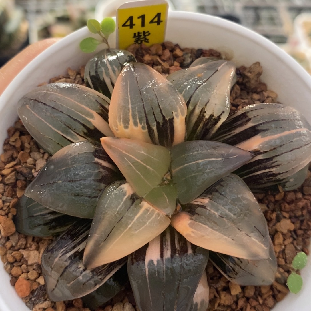 414红纹十二卷多肉